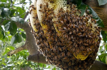 Khai thác mật ong rừng đảm bảo chất lượng thành phẩm
